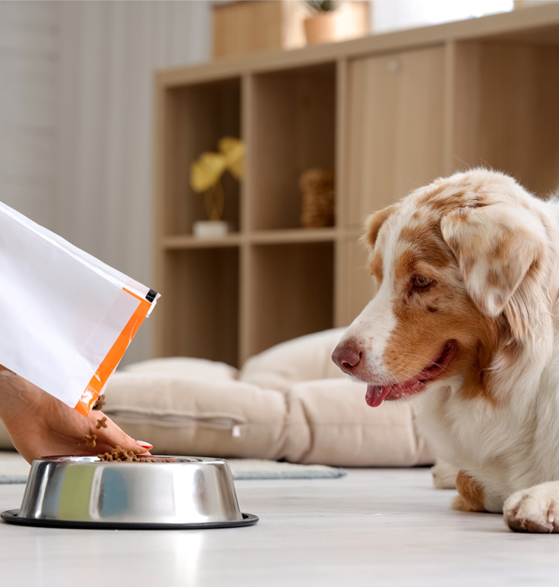 pet food